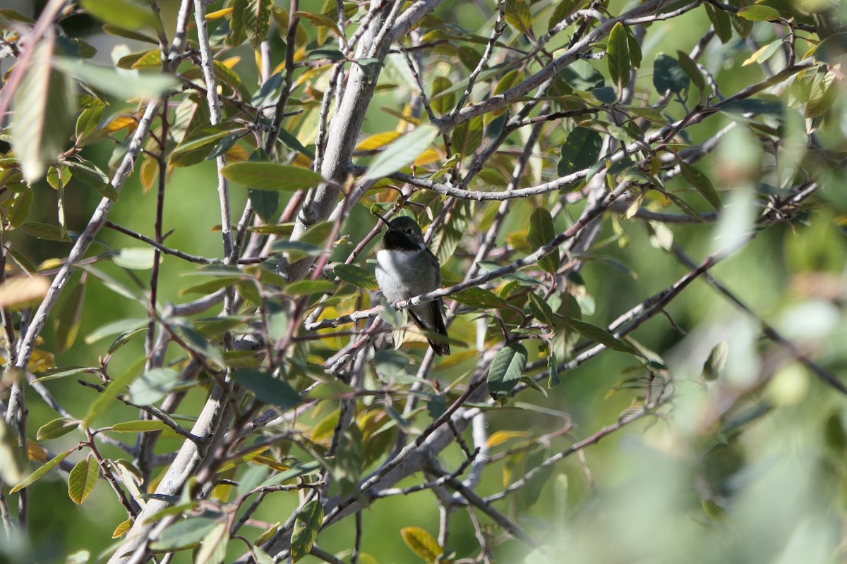 Broad-tailed Hummingbird - ML507838931