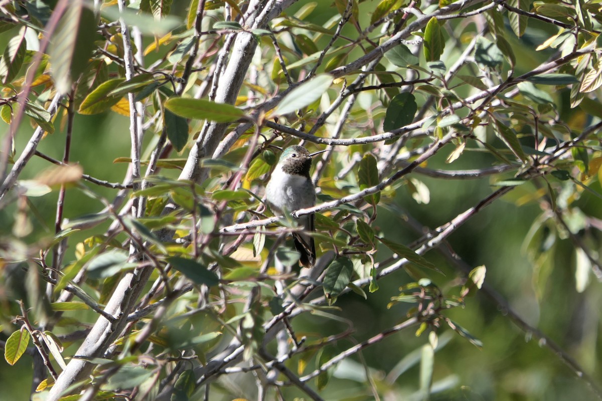 Broad-tailed Hummingbird - ML507838941