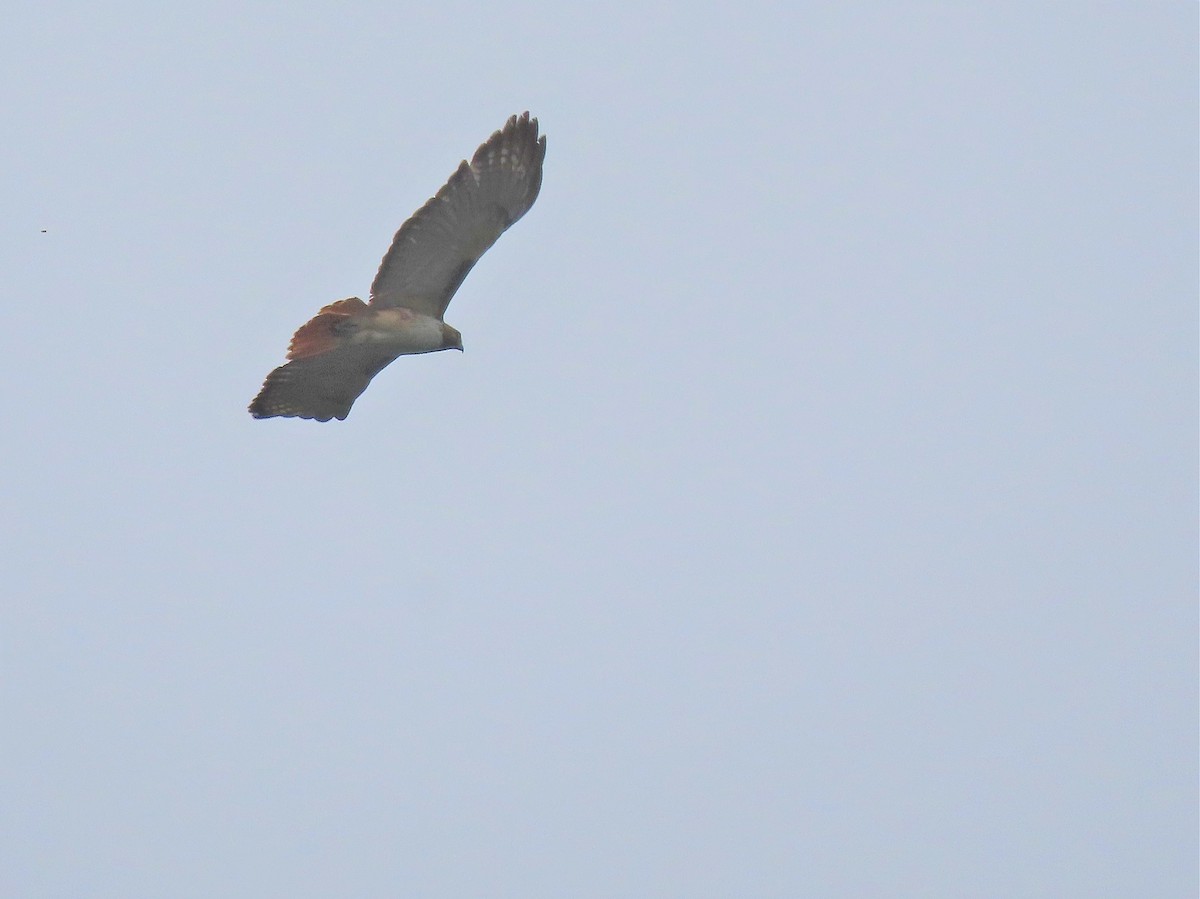 Red-tailed Hawk (kemsiesi/hadropus) - ML507839221