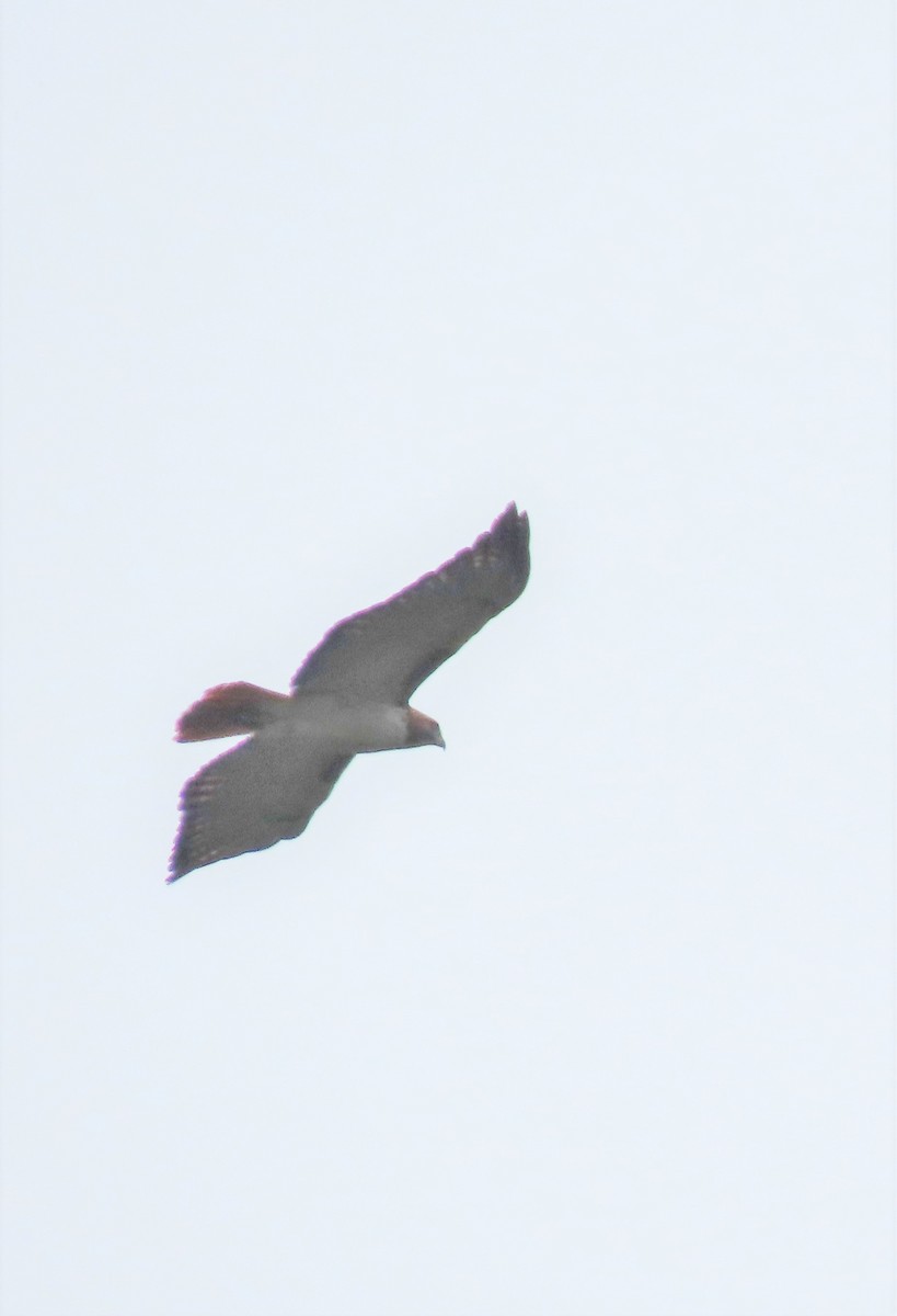 Red-tailed Hawk (kemsiesi/hadropus) - ML507839241