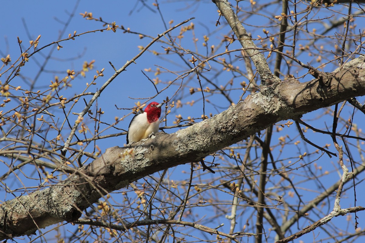 Red-headed Woodpecker - Angus Pritchard