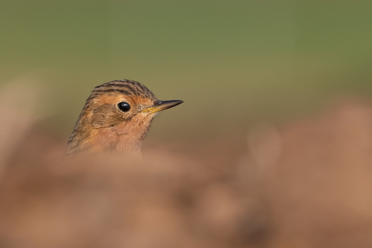 Red-throated Pipit - ML507839541