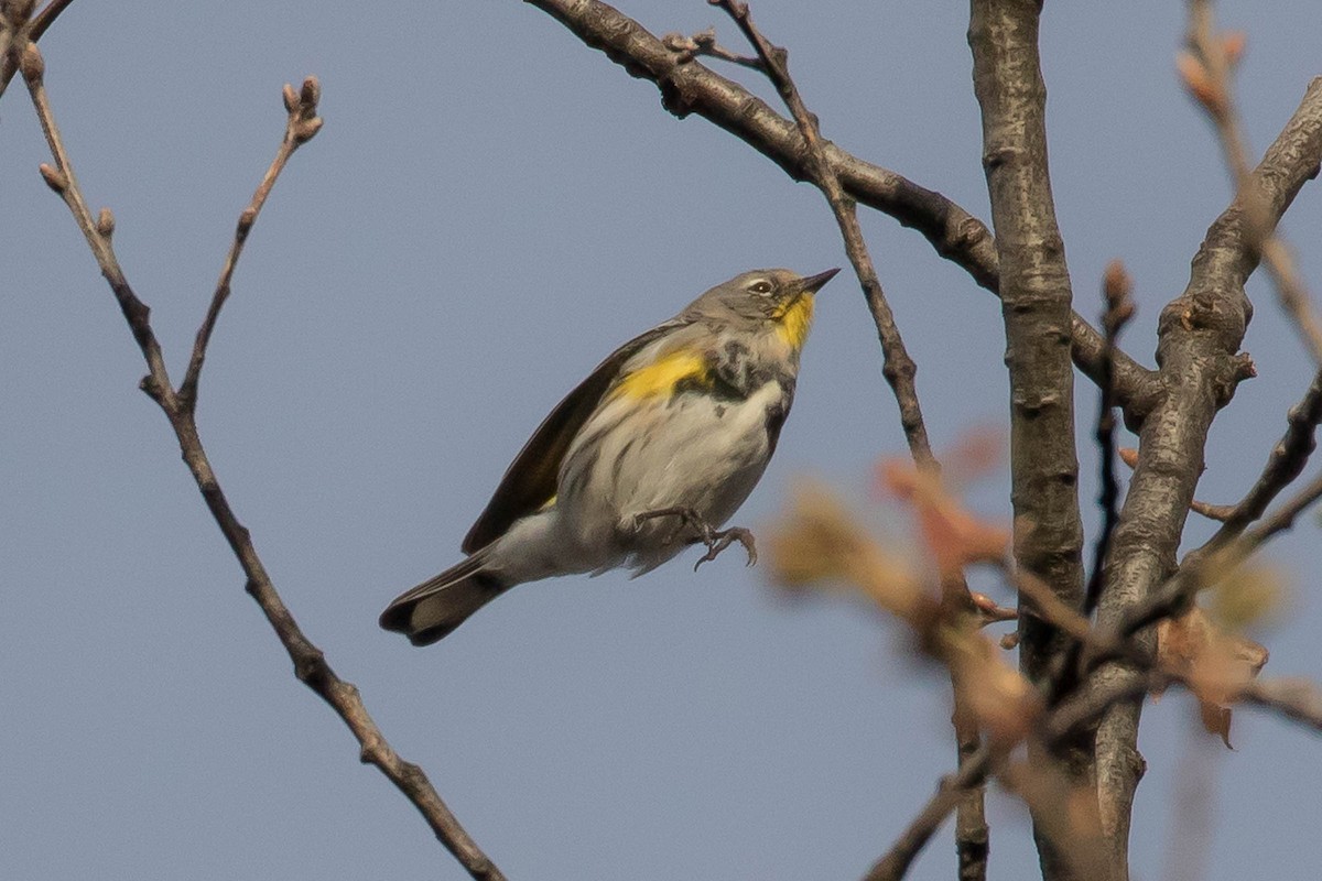 Yellow-rumped Warbler (Audubon's) - ML50784731