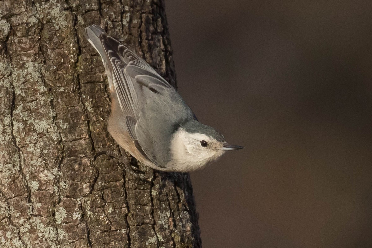 White-breasted Nuthatch (Pacific) - ML50784771