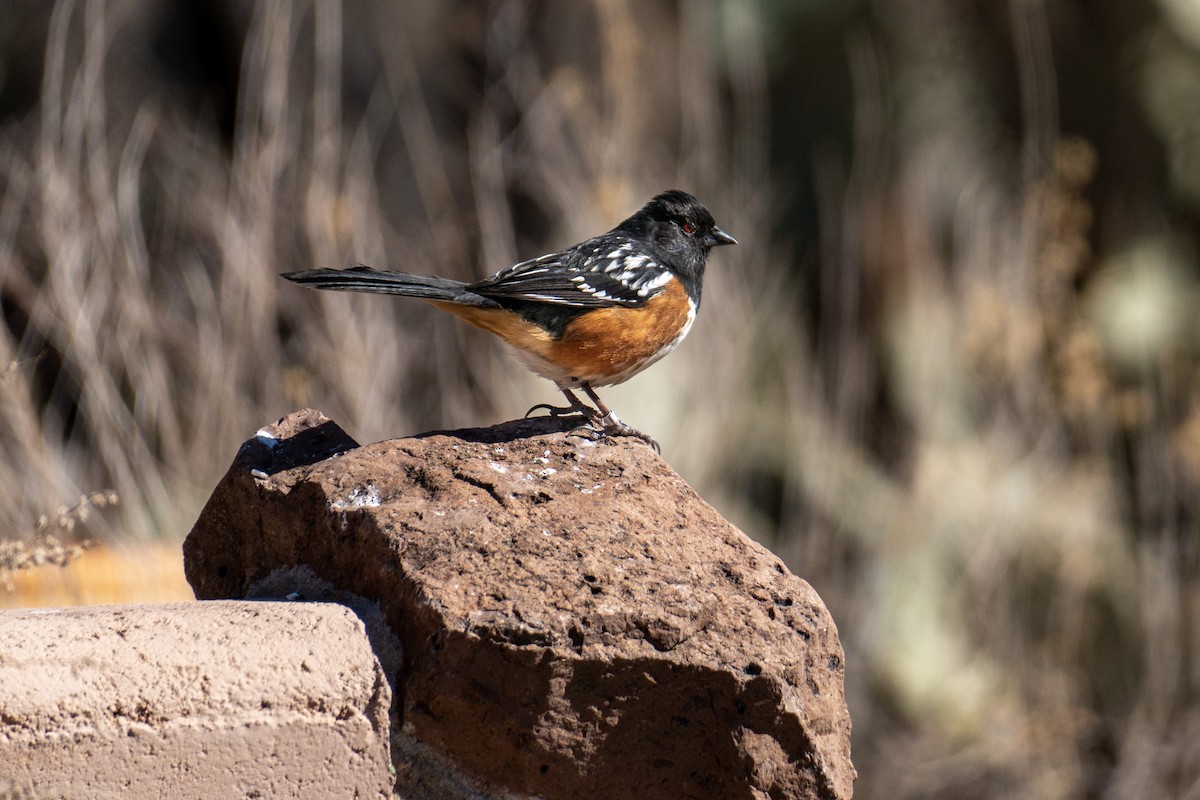 Spotted Towhee - ML507848601