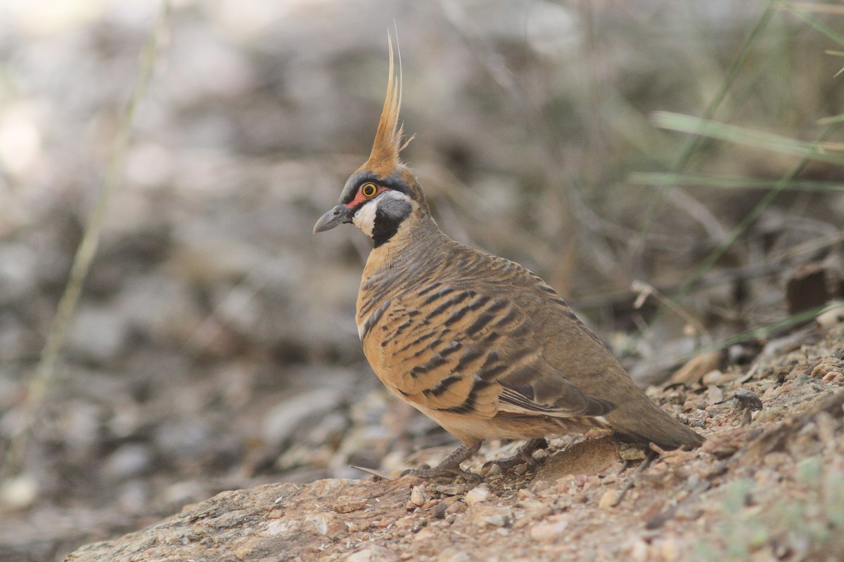 Spinifex Pigeon - ML50784911
