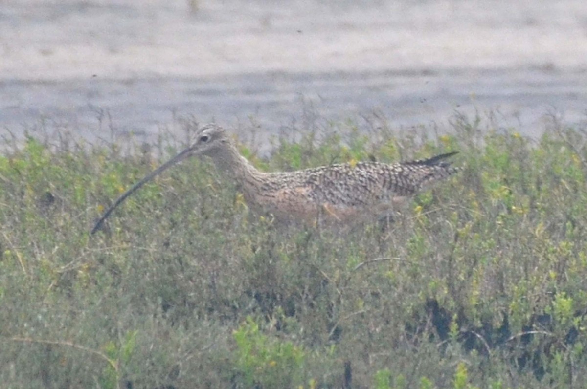 Long-billed Curlew - ML50784941