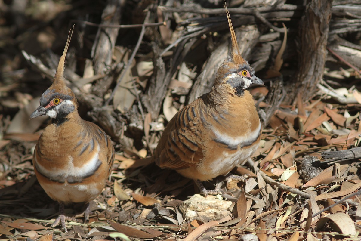 Spinifex Pigeon - ML50784991