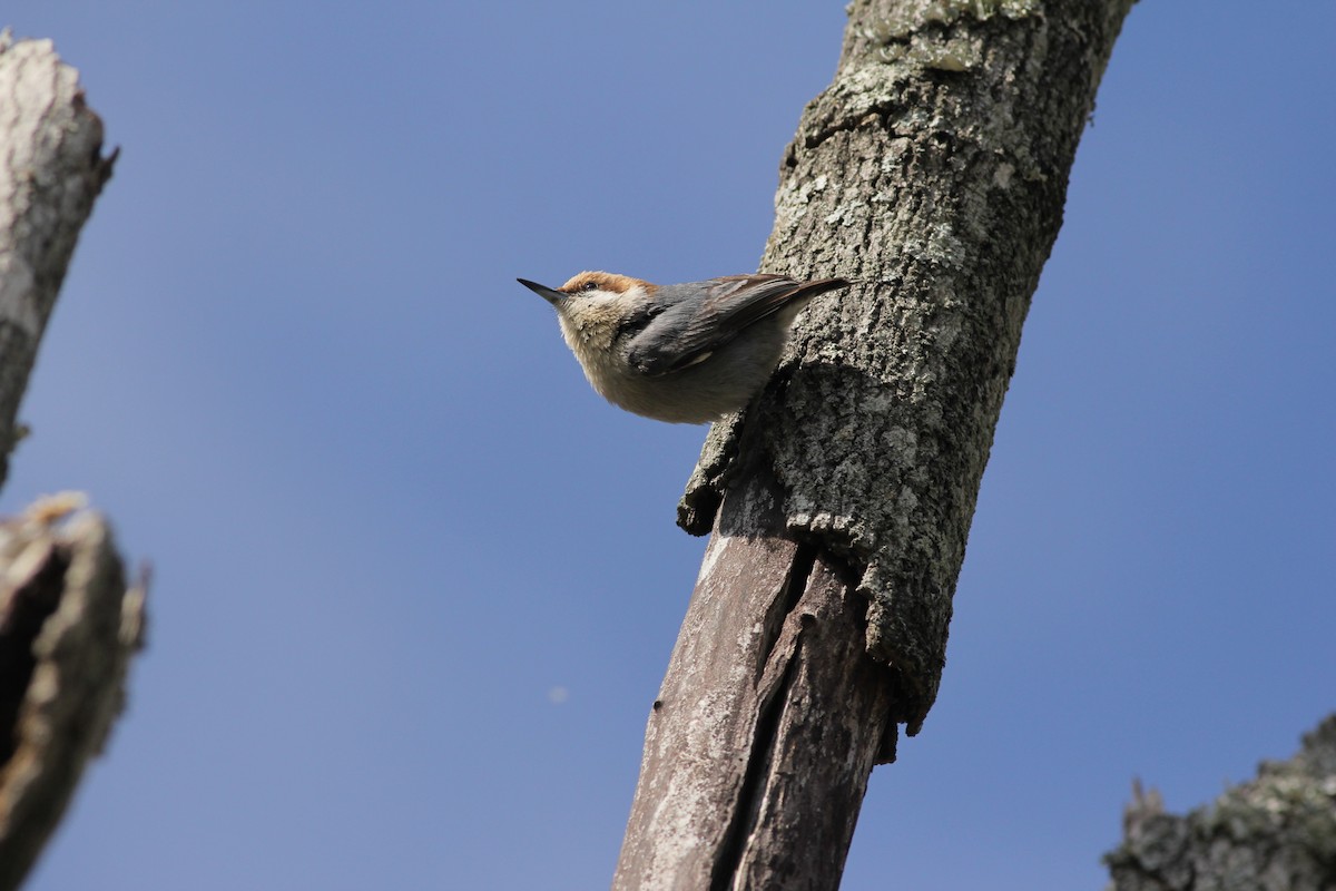 Brown-headed Nuthatch - ML50785041
