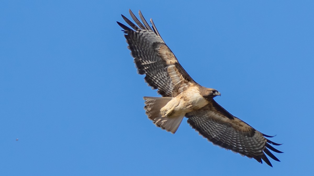 Red-tailed Hawk - ML507855421