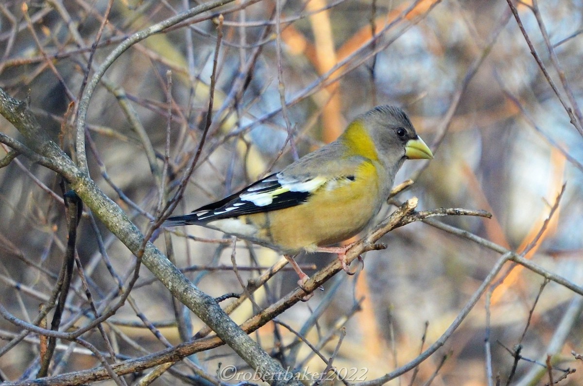 eBird Checklist 27 Nov 2022 OttawaDewberry Trail Parking Feeder