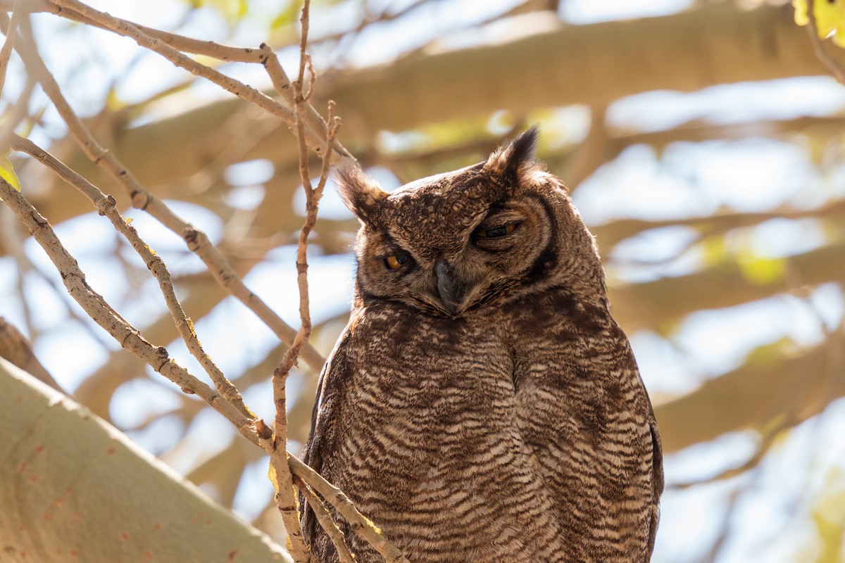Lesser Horned Owl - ML507856231