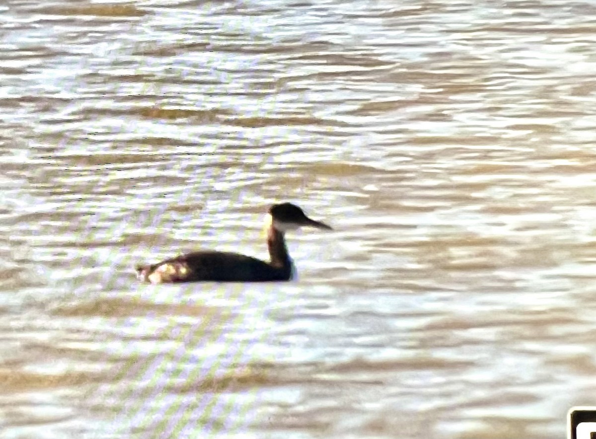 Red-necked Grebe - ML507857441
