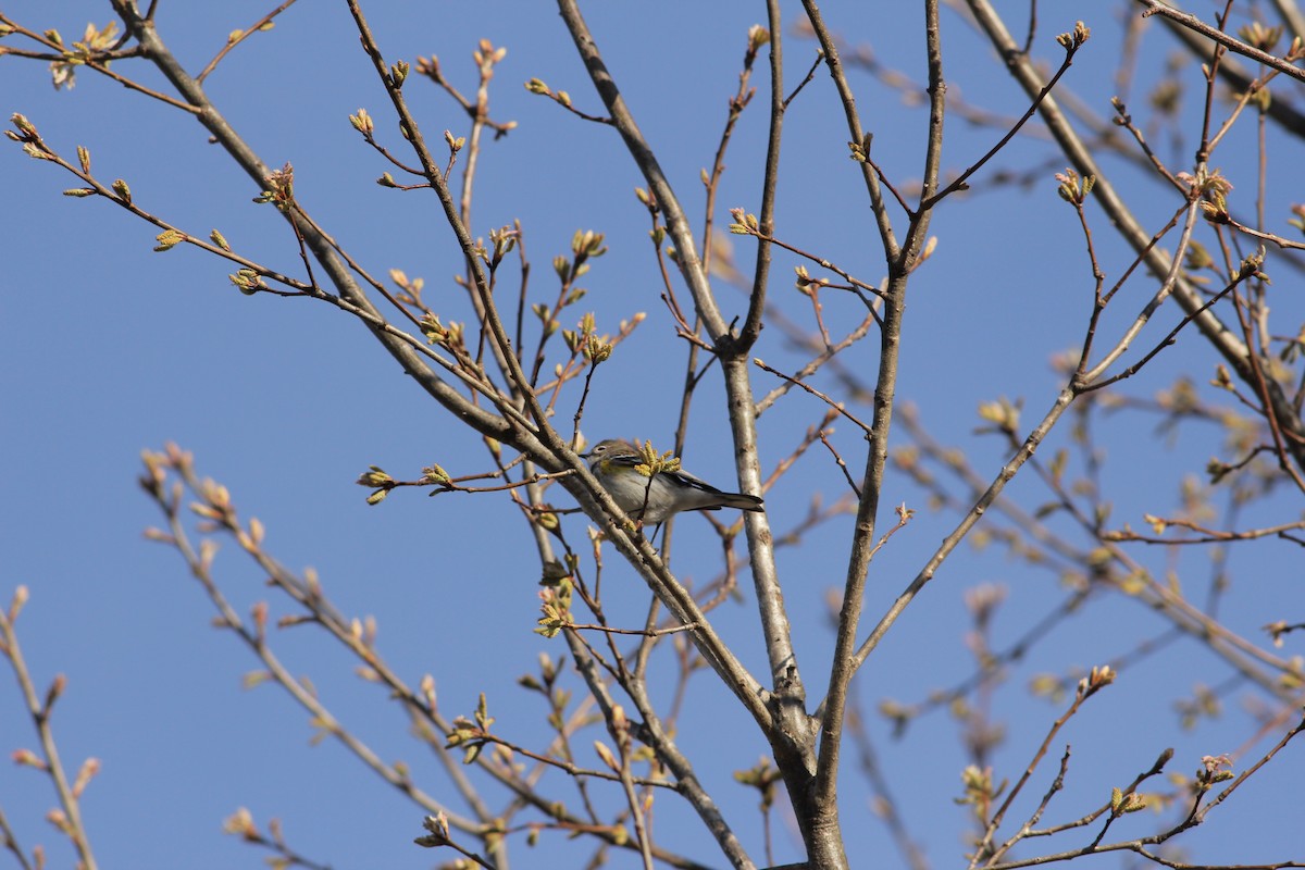 Yellow-rumped Warbler (Myrtle) - Angus Pritchard