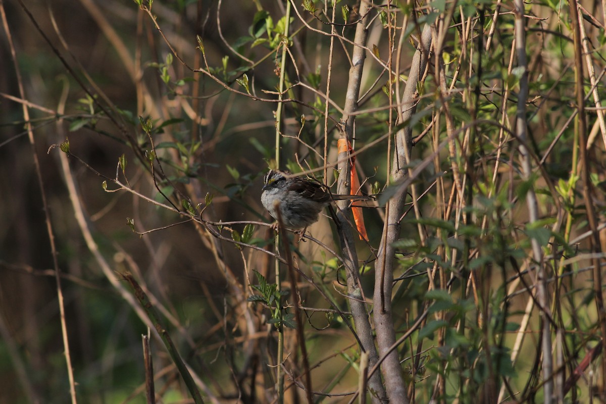 White-throated Sparrow - ML50785861