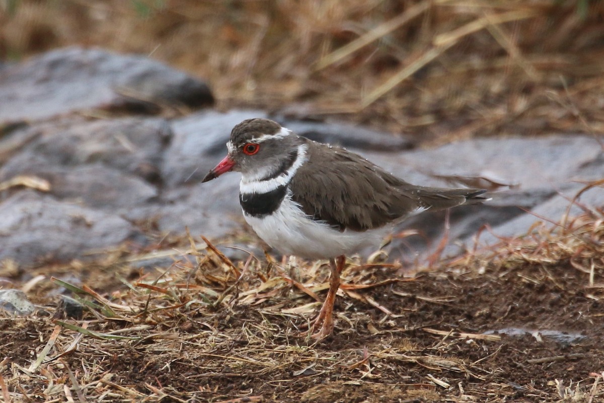 Three-banded Plover - ML507858731