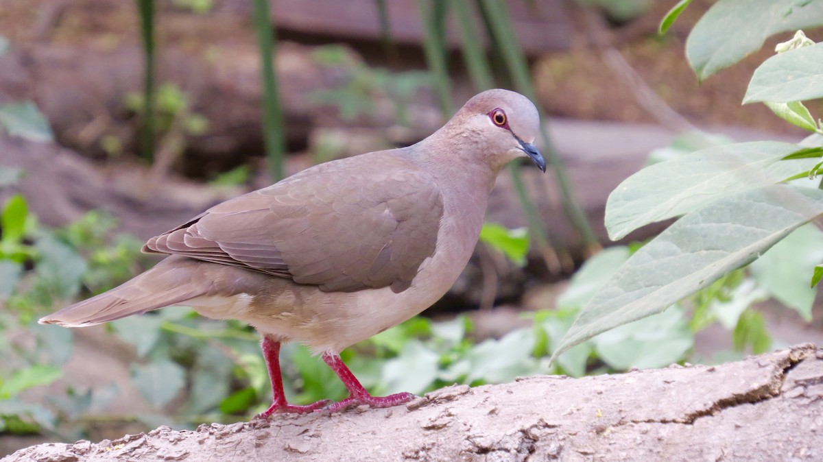 White-tipped Dove - Lisa Owens