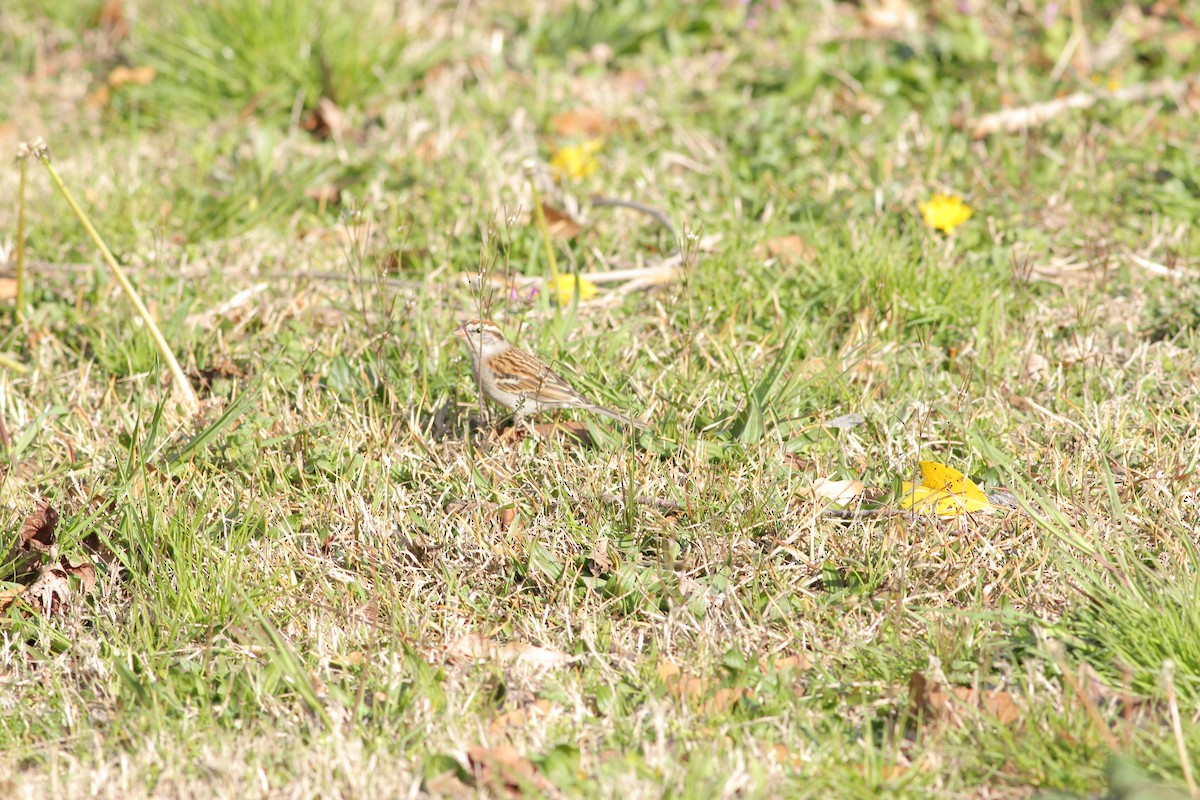 Chipping Sparrow - ML50786541