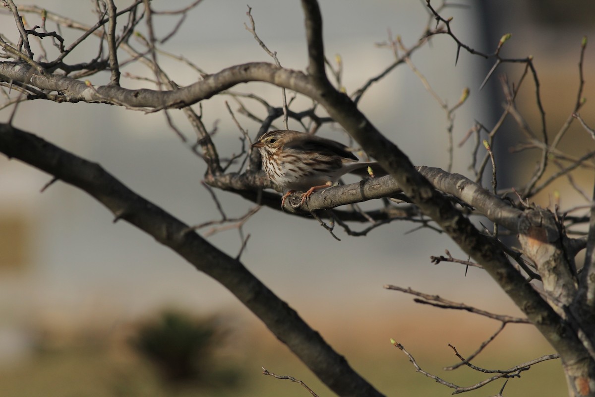 Savannah Sparrow (Savannah) - Angus Pritchard