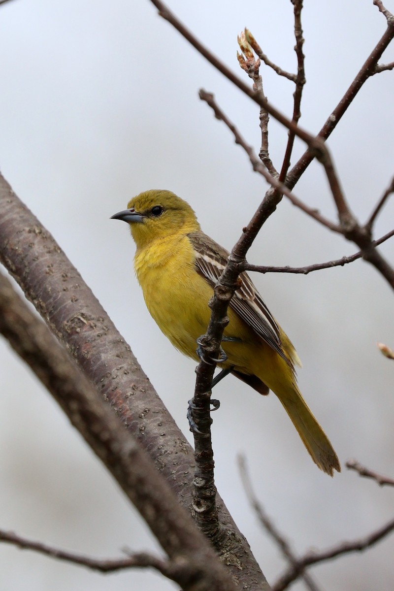 Orchard Oriole - ML50787031