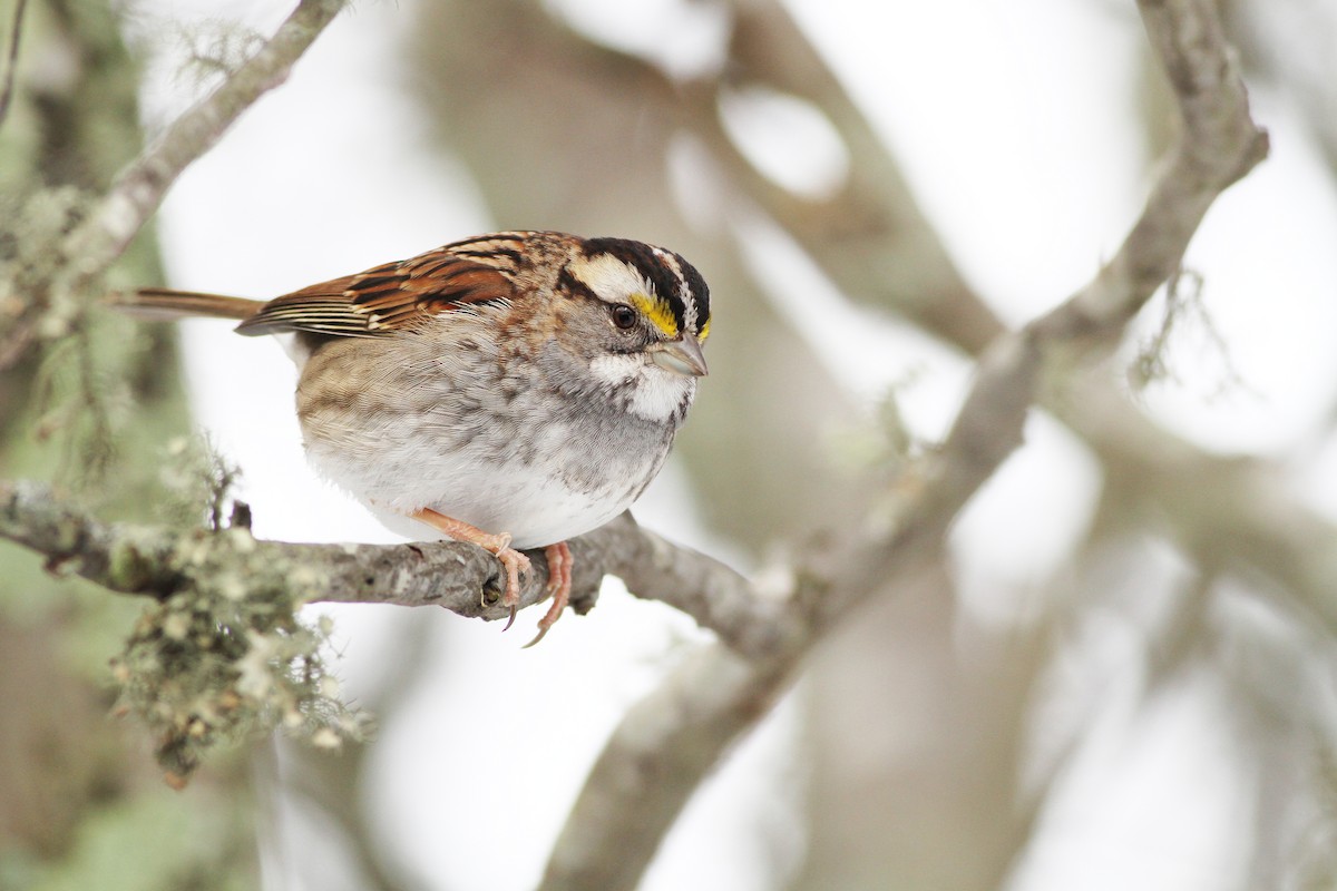 White-throated Sparrow - Evan Lipton