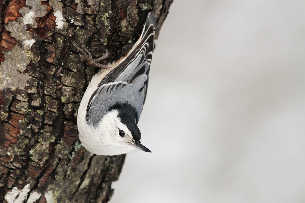White-breasted Nuthatch - Evan Lipton