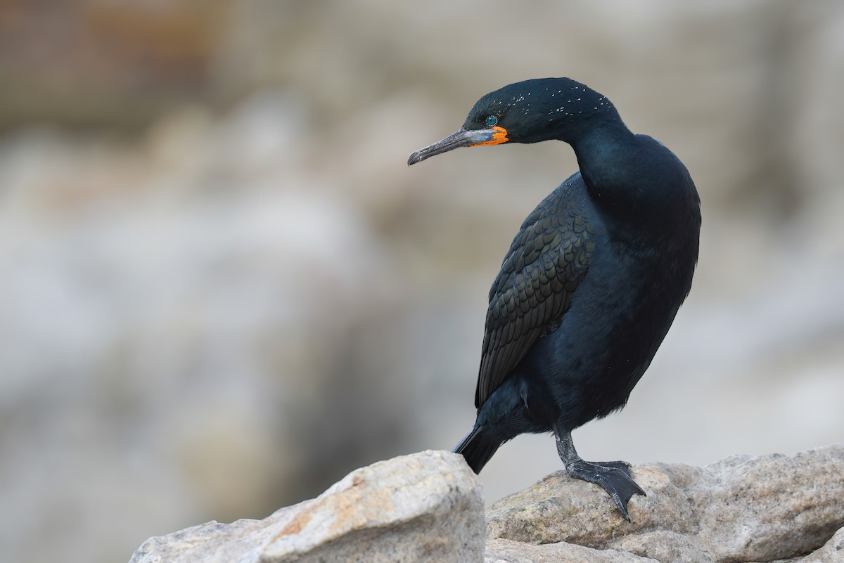 Cape Cormorant - Regard Van Dyk