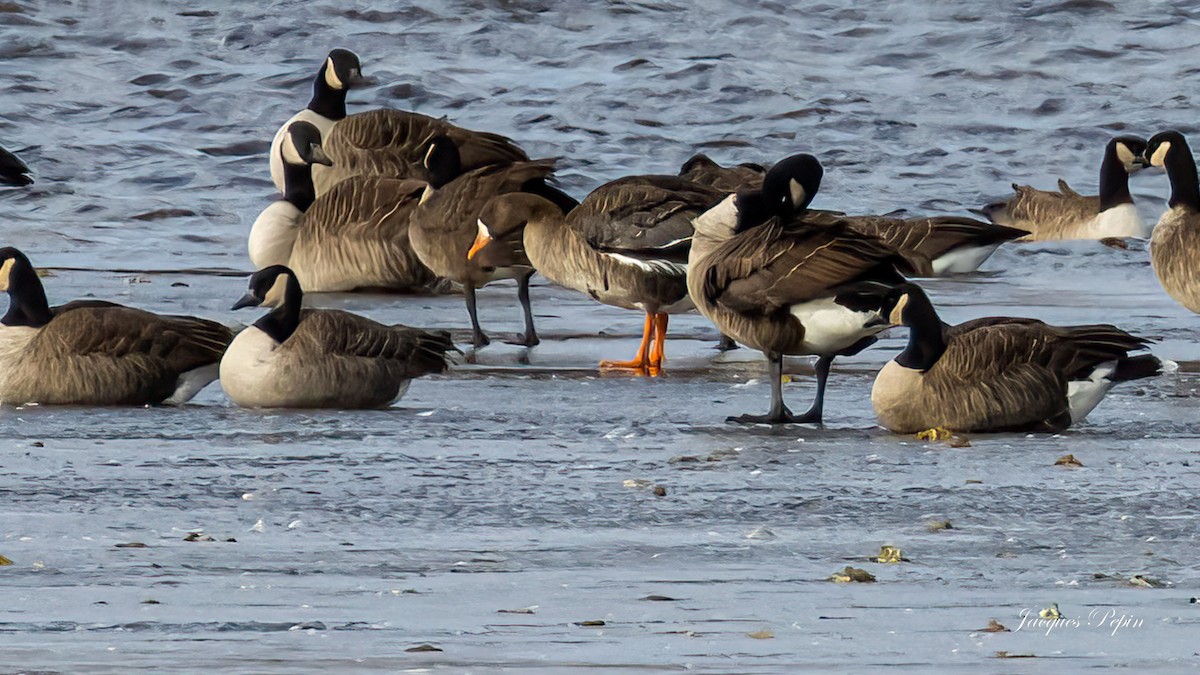 Greater White-fronted Goose - ML507887361