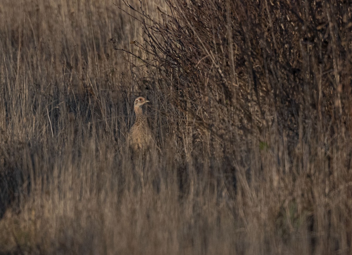 Ring-necked Pheasant - ML507887551
