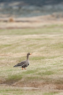 Greater White-fronted Goose (Greenland), ML507891581