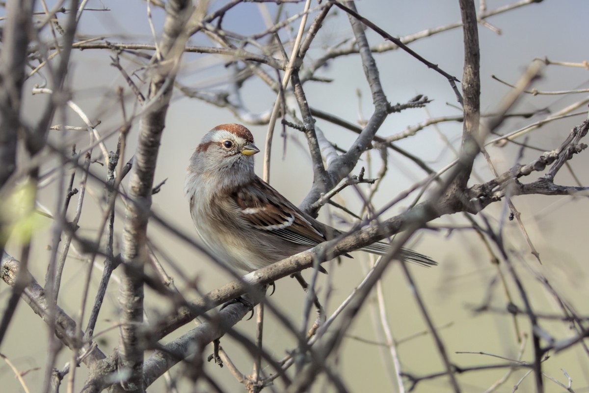 American Tree Sparrow - ML507892541