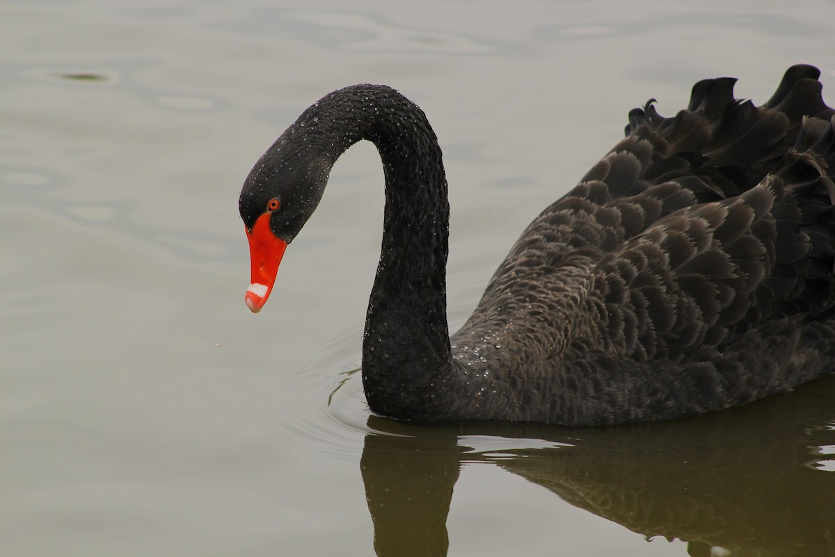 Black Swan - ML50789421