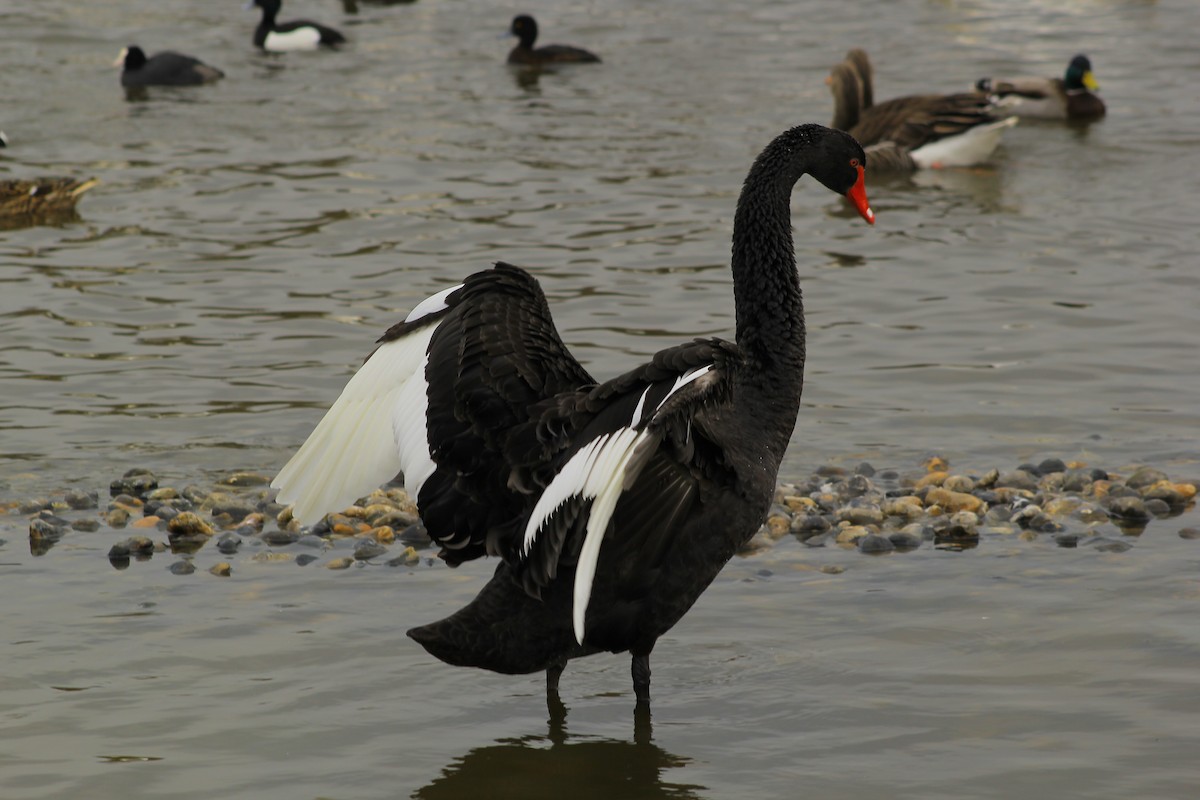 Black Swan - ML50789601