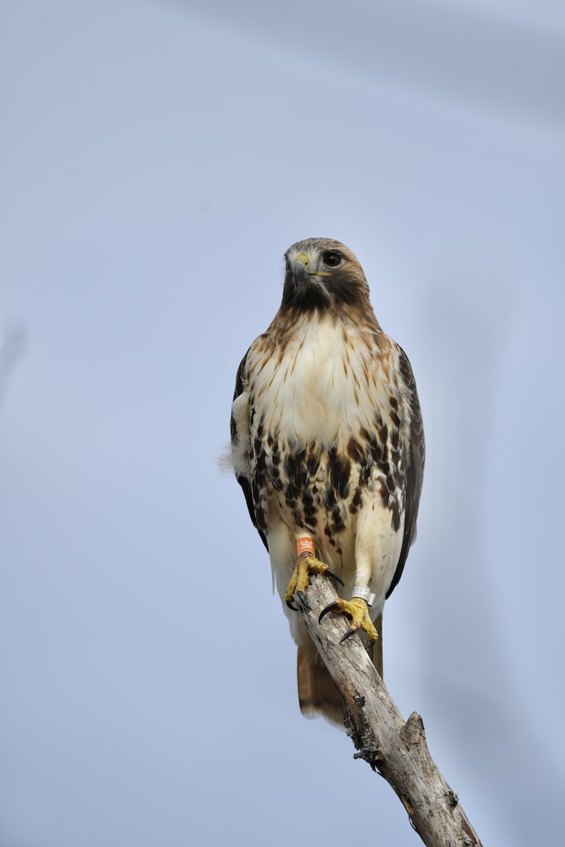 Red-tailed Hawk - Carly Rodgers