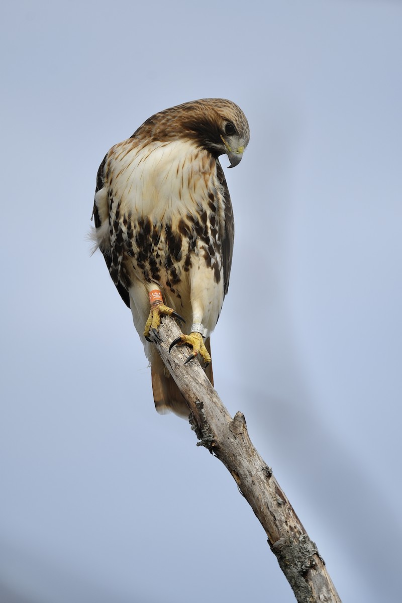 Red-tailed Hawk - ML507897161