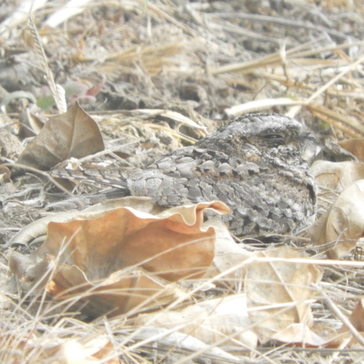 eBird Checklist 27 Nov 2022 CSU Stanislaus 34 species