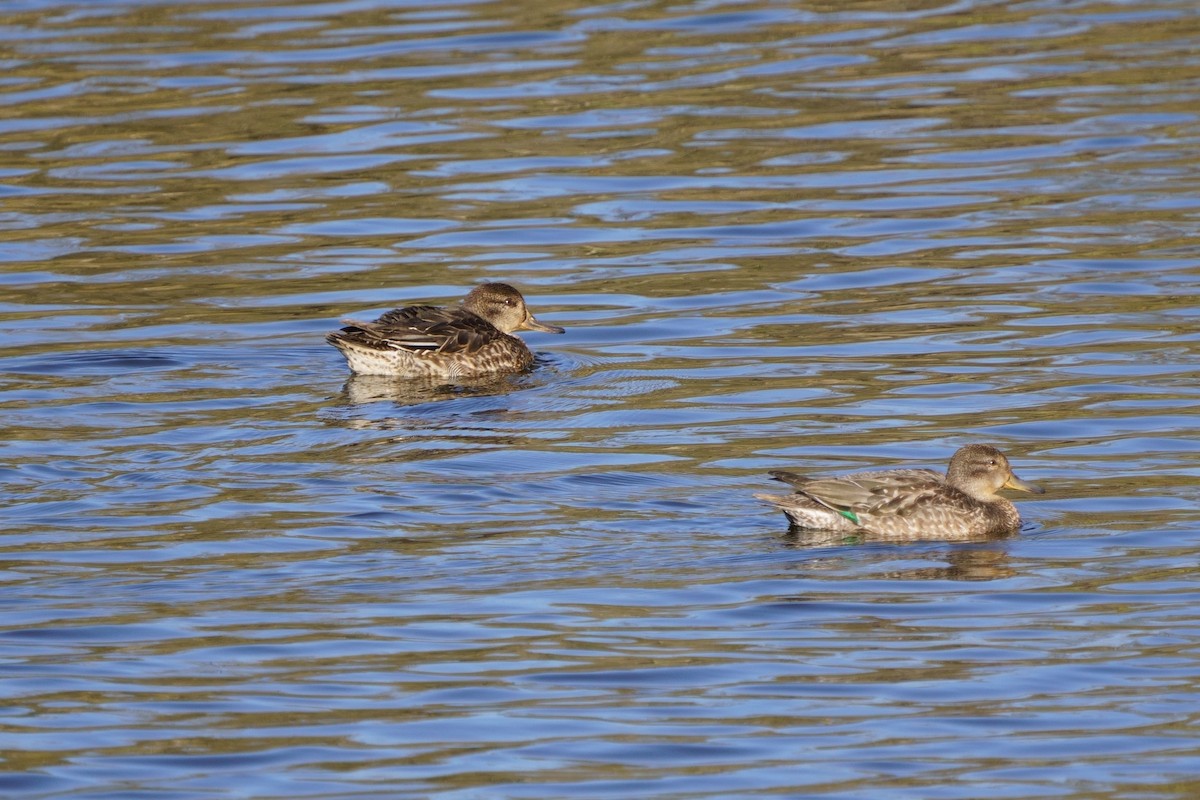 Green-winged Teal - ML507898101