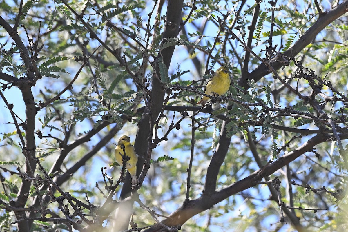 Lesser Goldfinch - Marla Hibbitts