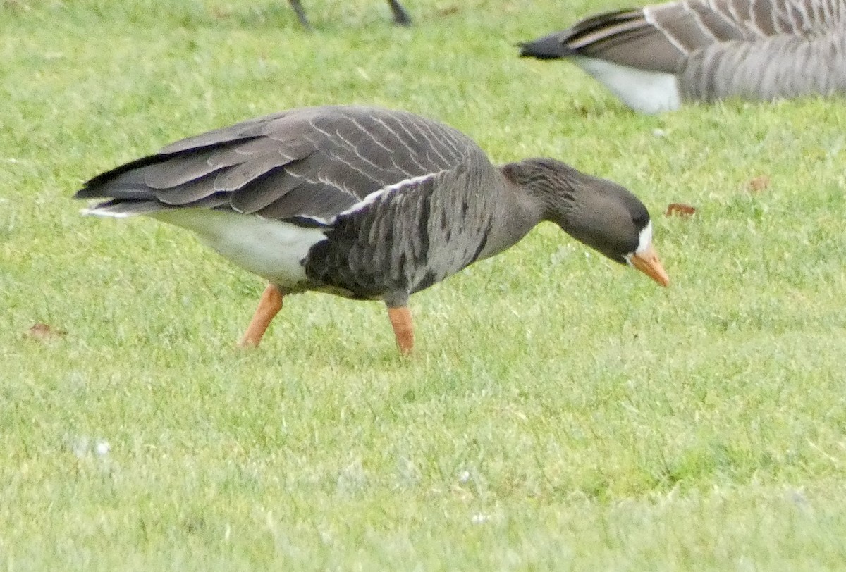 Greater White-fronted Goose - ML507905491