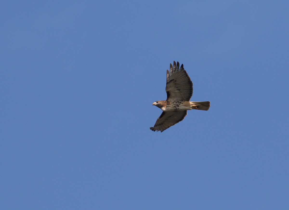 Red-tailed Hawk (abieticola) - ML507908051