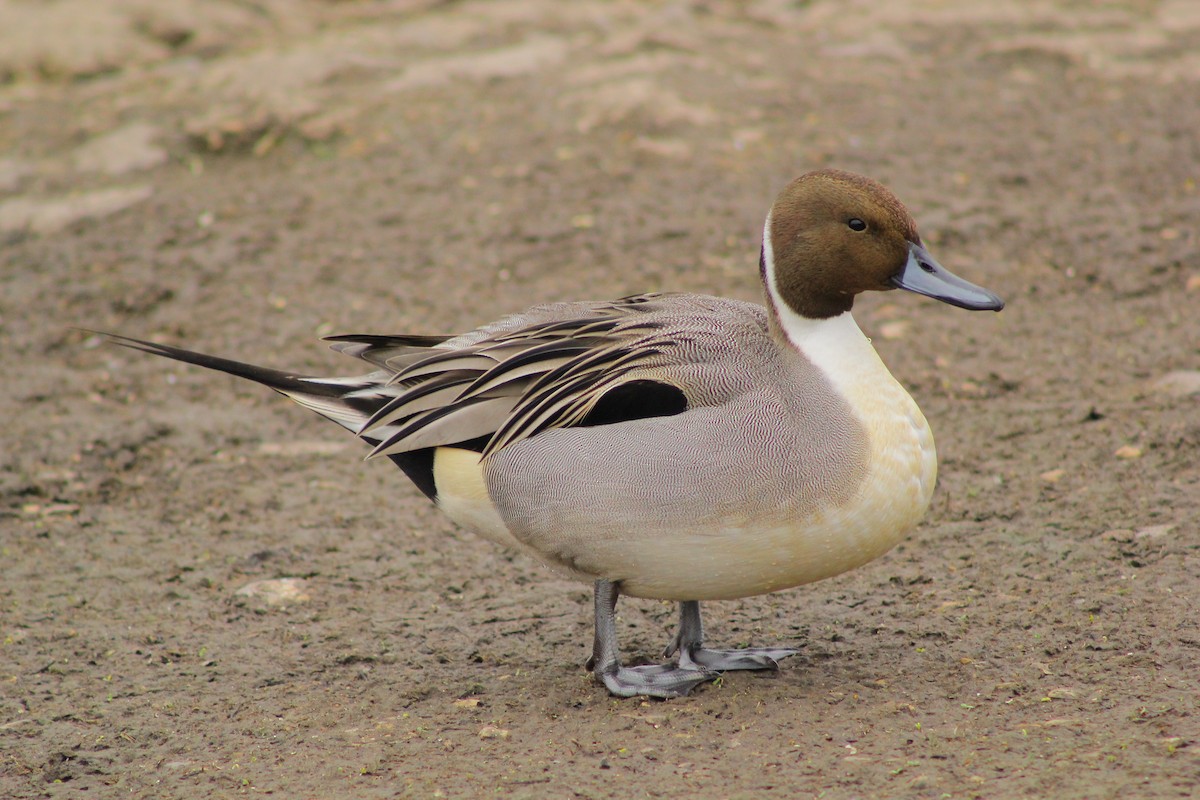 Northern Pintail - Theo Stowell