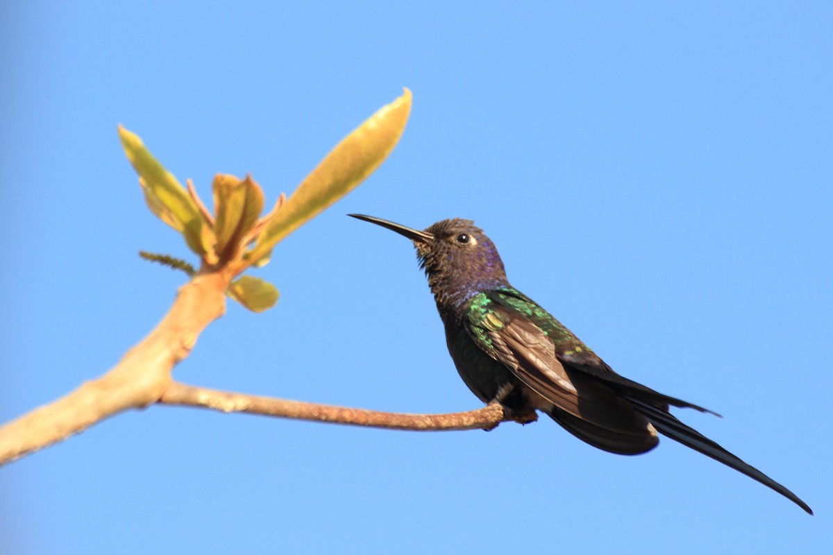Swallow-tailed Hummingbird - ML507909041