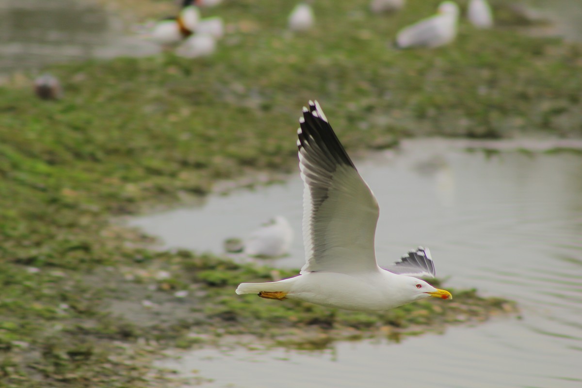 Lesser Black-backed Gull - Theo Stowell