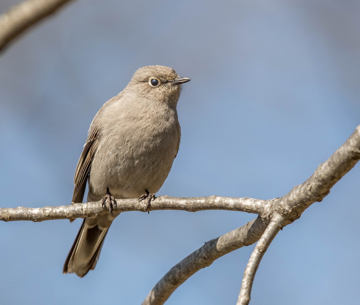 Townsend's Solitaire - Jeff Timmons