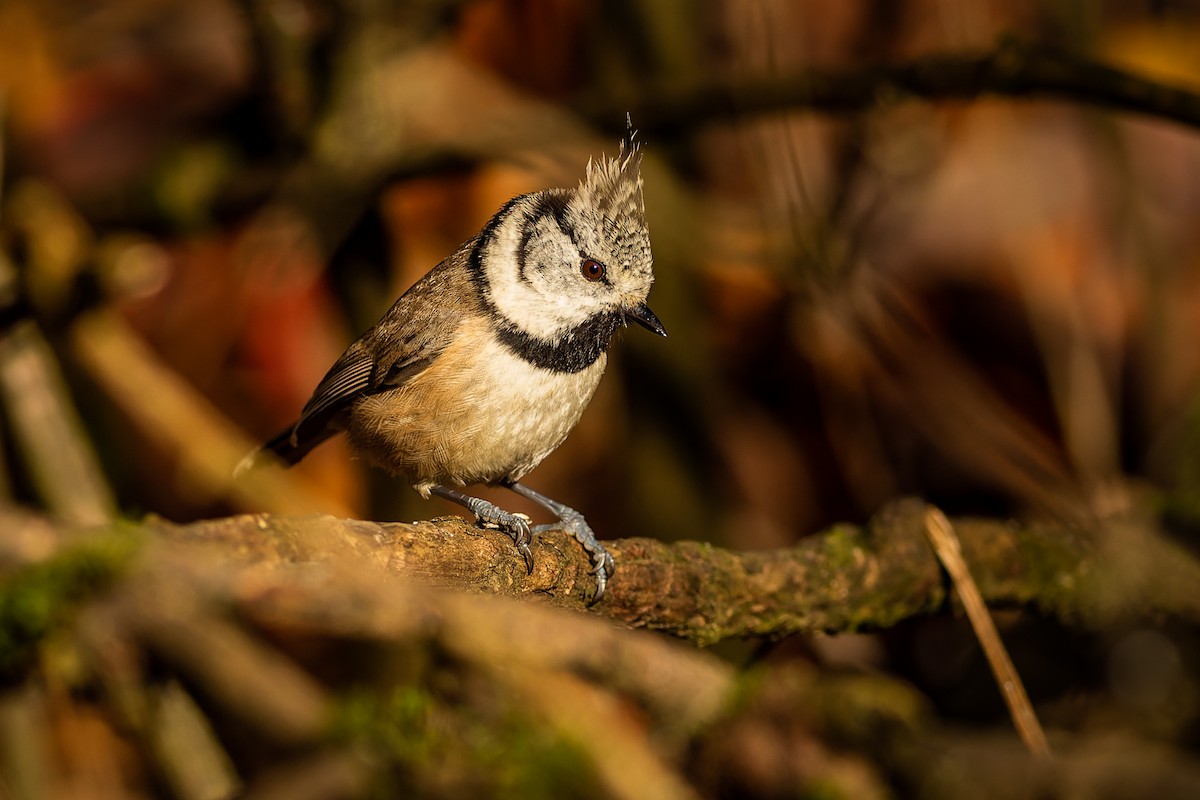 Crested Tit - ML507912281