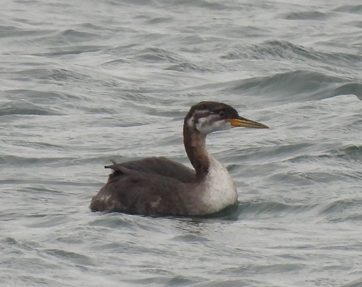 Red-necked Grebe - ML507913171