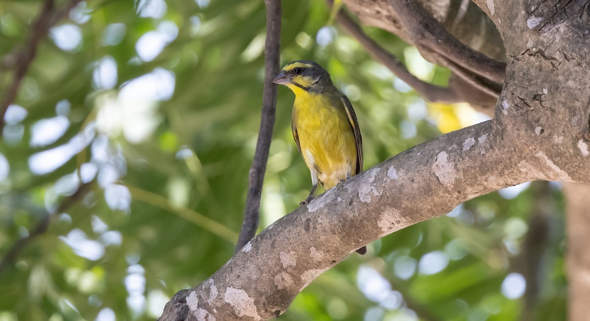 Yellow-fronted Canary - ML507913191
