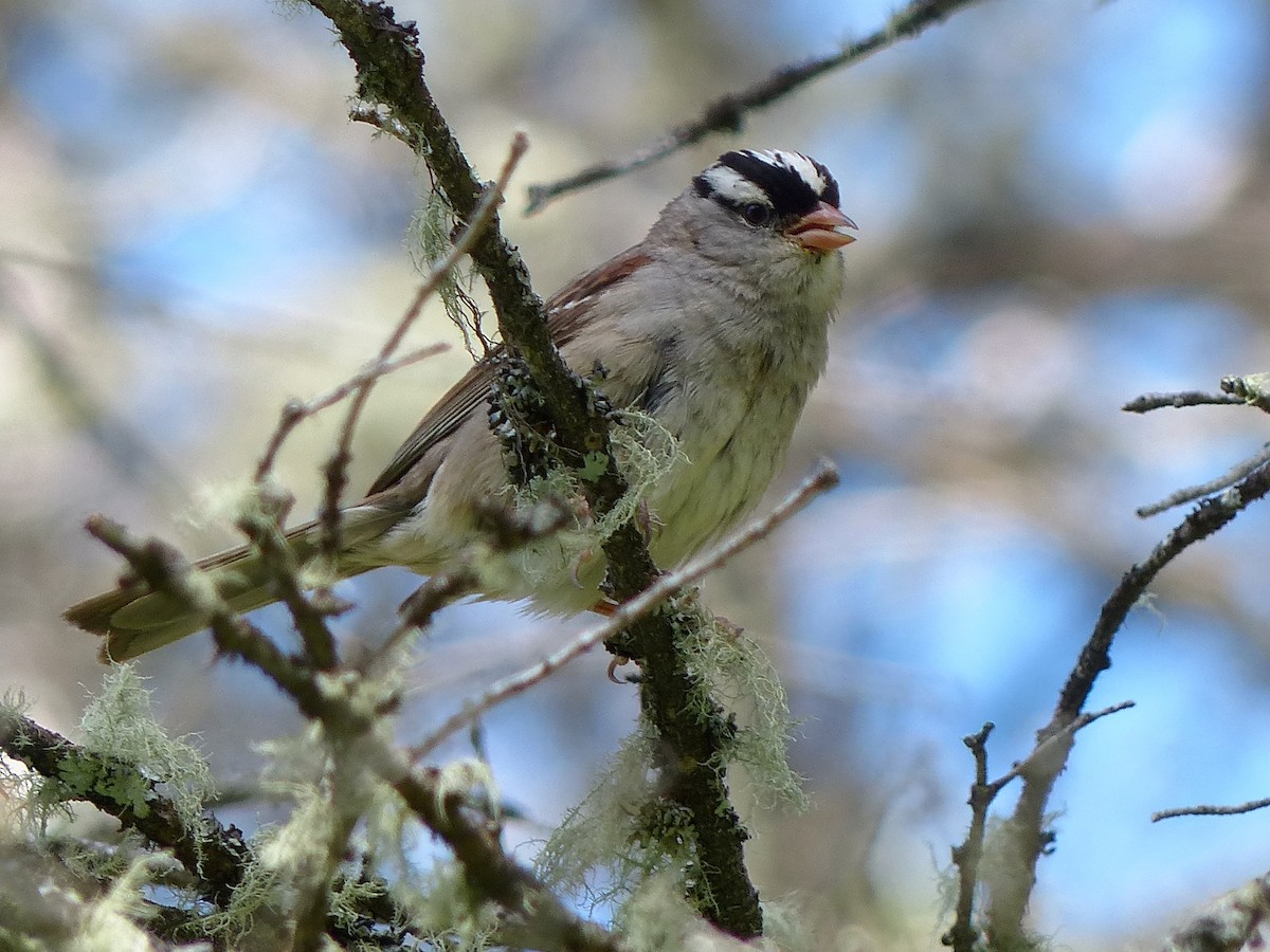 White-crowned Sparrow - ML507913401