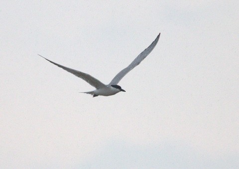 Gull-billed Tern - Magnus Grylle