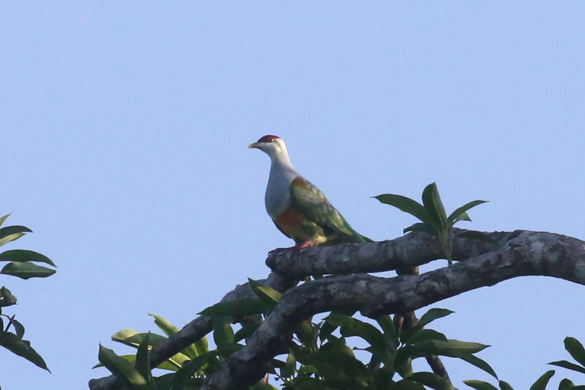 Wallace's Fruit-Dove - Charles Davies